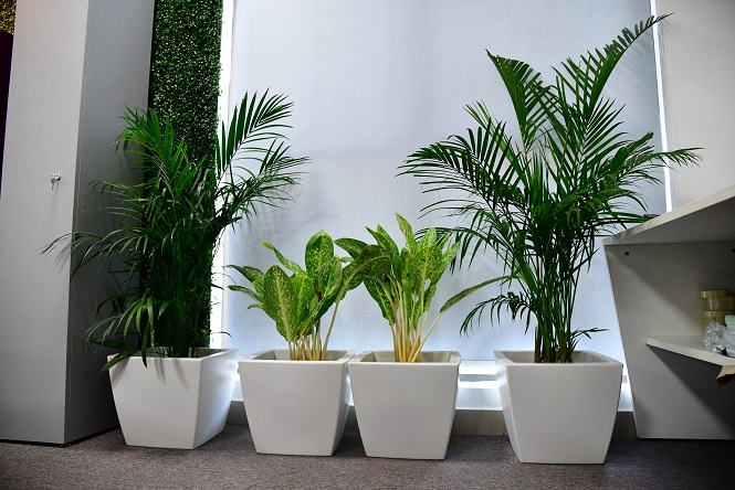 Terrace Garden Services Provider in Noida