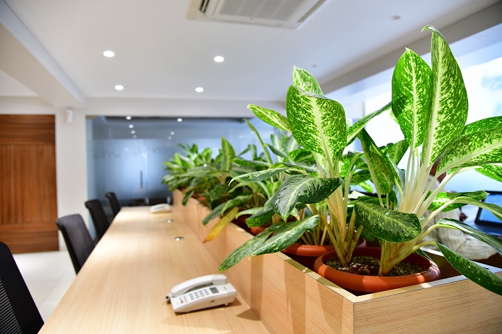 Terrace Garden Services Provider in Noida