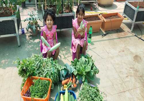 Terrace Garden Services Provider in Noida