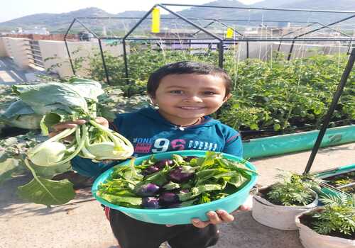 Terrace Garden Services Provider in Noida